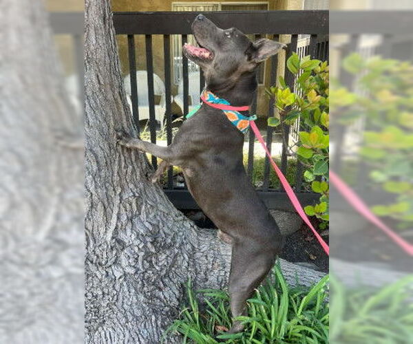 Medium Photo #12 American Pit Bull Terrier-Unknown Mix Puppy For Sale in Ventura, CA, USA