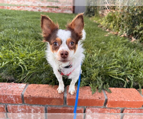 Medium Photo #5 Chion Puppy For Sale in Santa Clara, CA, USA
