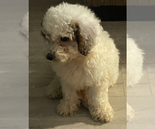 Medium Photo #2 Poodle (Miniature) Puppy For Sale in MATTOON, IL, USA