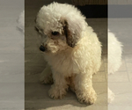 Small #1 Poodle (Miniature)