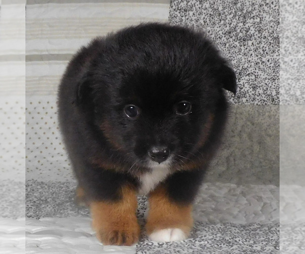 Medium Photo #6 Miniature Australian Shepherd Puppy For Sale in HARRISON, OH, USA