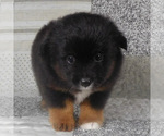 Small #5 Miniature Australian Shepherd