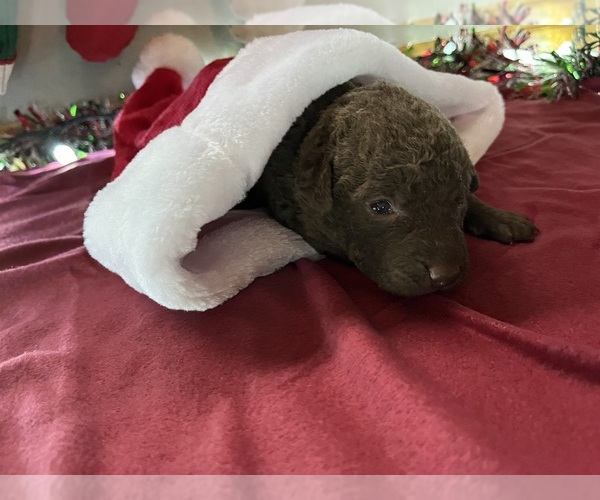 Medium Photo #5 Chesapeake Bay Retriever Puppy For Sale in WAUKON, IA, USA