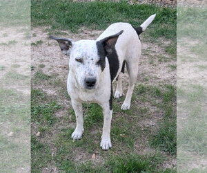 Mutt Dogs for adoption in Des Moines, IA, USA
