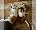 Small Photo #9 Boxer-Unknown Mix Puppy For Sale in Mount Laurel, NJ, USA