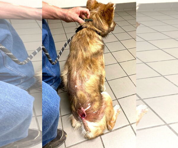 Medium Photo #5 Siberian Husky-Unknown Mix Puppy For Sale in Westmont, IL, USA