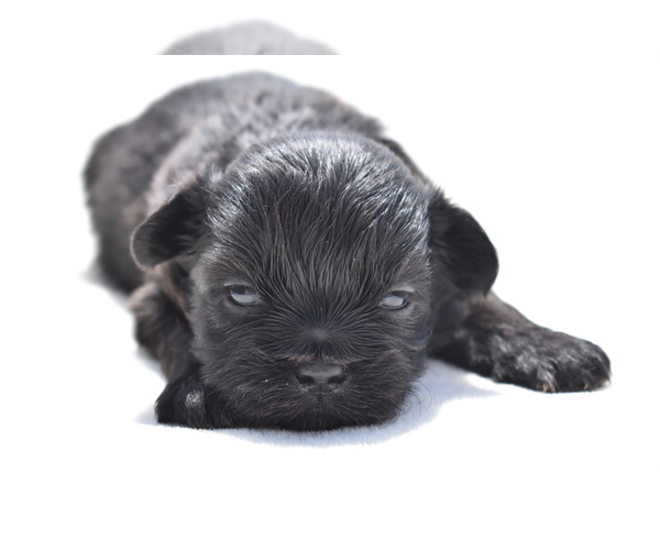 Medium Photo #1 Shih Aussie Puppy For Sale in PALM COAST, FL, USA