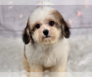 Cavalier King Charles Spaniel Puppy for sale in HUFFMAN, TX, USA