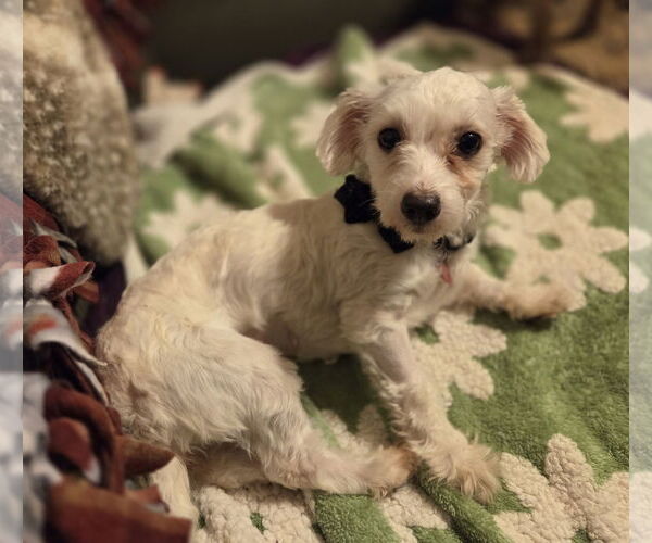 Medium Photo #1 Maltipoo Puppy For Sale in Iroquois, IL, USA