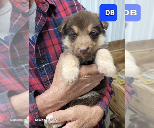 Medium Photo #7 German Shepherd Dog Puppy For Sale in SCOTTSVILLE, KY, USA