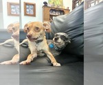Small #3 Chihuahua-Greyhound Mix