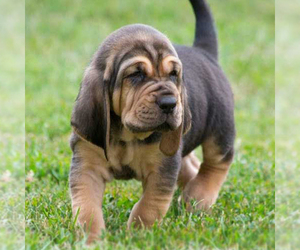 Bloodhound Puppy for sale in BEVERLY, WA, USA