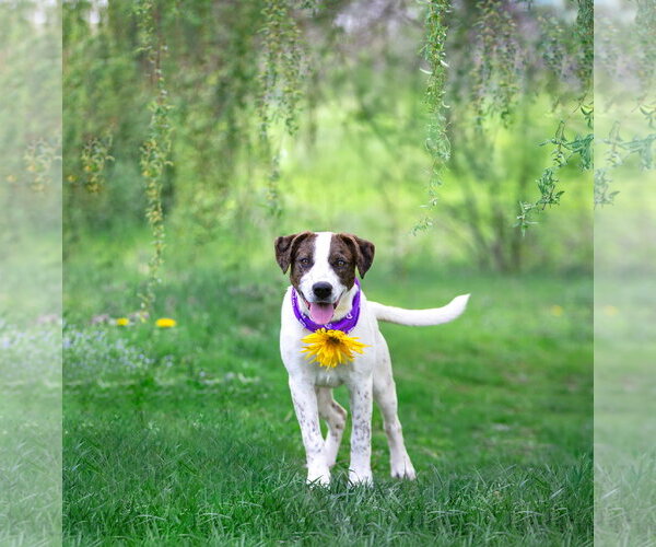Medium Photo #5 Coonhound-Unknown Mix Puppy For Sale in Unionville, PA, USA