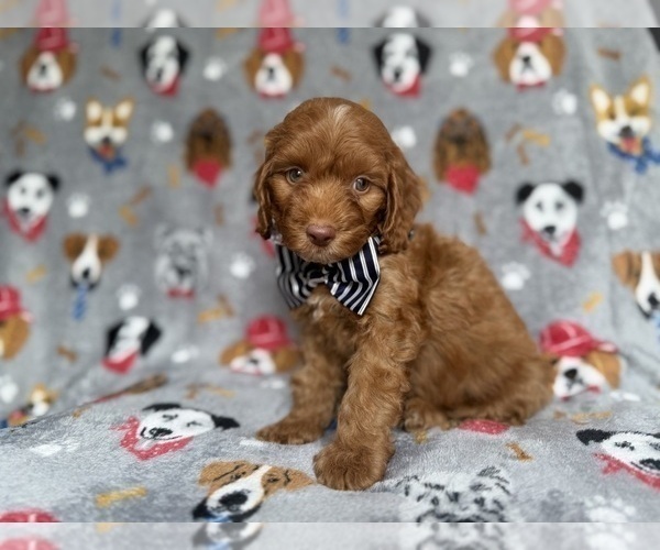 Medium Photo #1 Cockapoo (Miniature) Puppy For Sale in LAKELAND, FL, USA