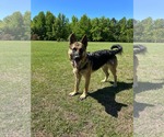 Small #2 German Shepherd Dog