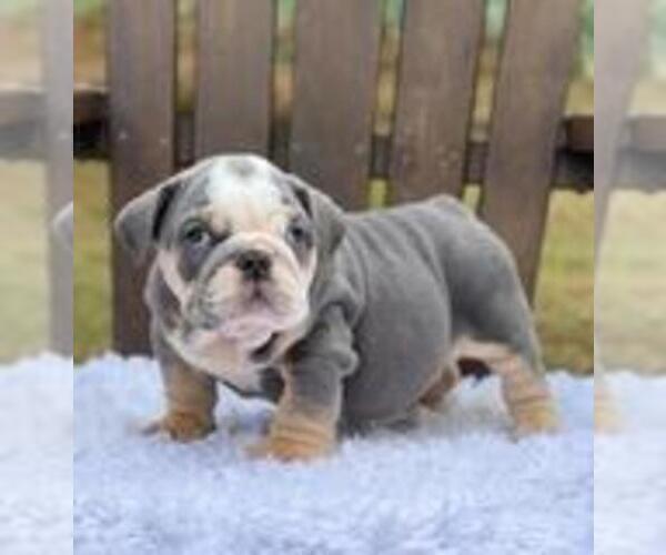 Medium Photo #1 Bulldog Puppy For Sale in EDGEMONT, NY, USA