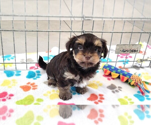 Medium Photo #6 Havashire Puppy For Sale in ORO VALLEY, AZ, USA