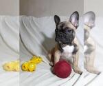Small Photo #6 French Bulldog Puppy For Sale in AUSTIN, TX, USA