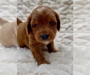 Medium Goldendoodle (Miniature)
