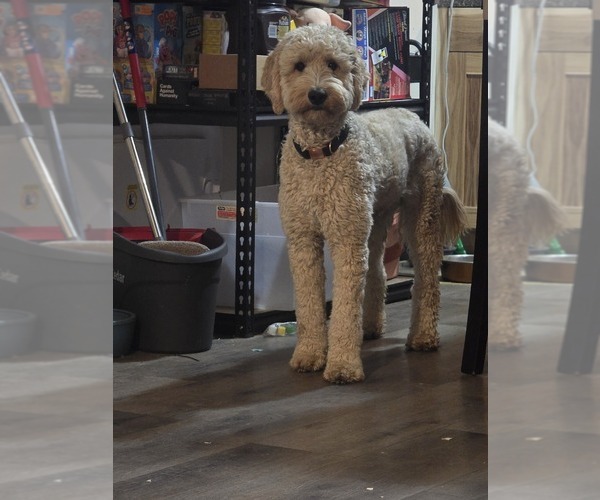 Medium Photo #1 Goldendoodle mix (+ Poodle Standard) Puppy For Sale in LA PINE, OR, USA