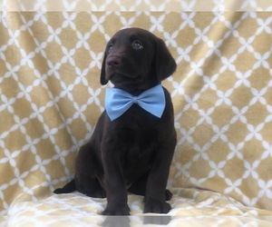 Labrador Retriever Puppy for sale in LAKELAND, FL, USA