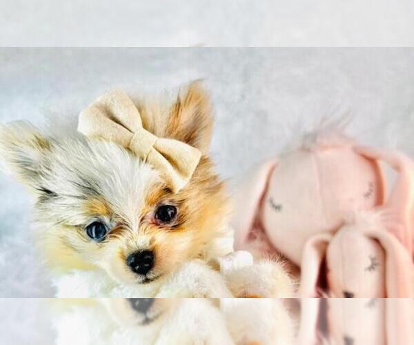 Medium Photo #3 Pomeranian Puppy For Sale in HOUSTON, TX, USA