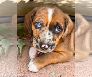 Golden Dox Dogs for adoption in Roxboro, NC, USA