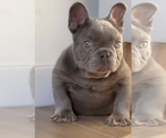 Small Photo #12 French Bulldog Puppy For Sale in DALLAS, TX, USA