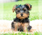 Small #7 Yorkshire Terrier