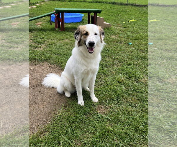 Medium Photo #4 Australian Shepherd Puppy For Sale in Dallas, TX, USA