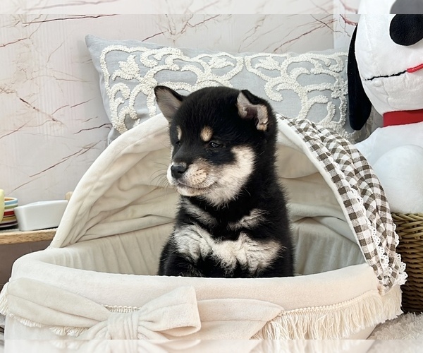 Medium Photo #9 Shiba Inu Puppy For Sale in LOS ANGELES, CA, USA