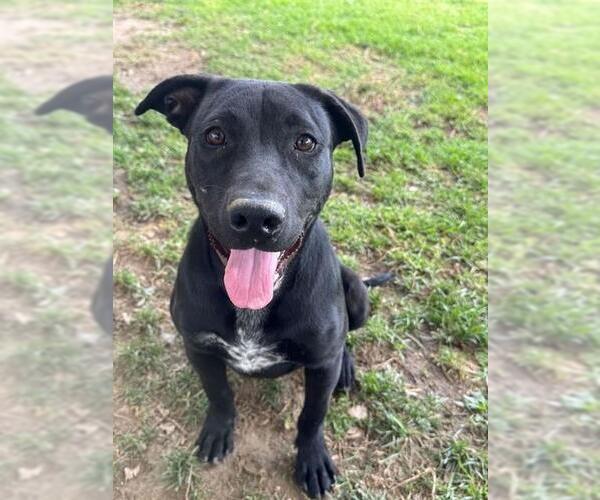 Medium Photo #1 Mutt Puppy For Sale in Riverside, CA, USA