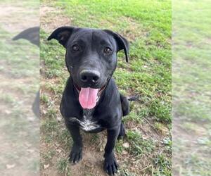 Mutt Dogs for adoption in Riverside, CA, USA