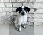 Small #1 Border Collie Mix