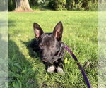 Small #8 Chihuahua Mix