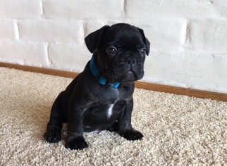 French Bulldog Puppy for sale in ROSEVILLE, CA, USA