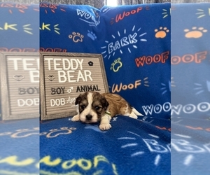 Zuchon Litter for sale in NEW YORK MILLS, MN, USA
