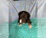 Small Photo #5 Australian Shepherd Puppy For Sale in MUNFORDVILLE, KY, USA
