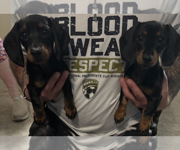 Medium Photo #1 Dachshund Puppy For Sale in HATBORO, PA, USA
