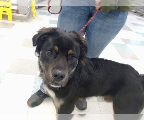 Medium Photo #1 German Shepherd Dog-Unknown Mix Puppy For Sale in Oklahoma City, OK, USA