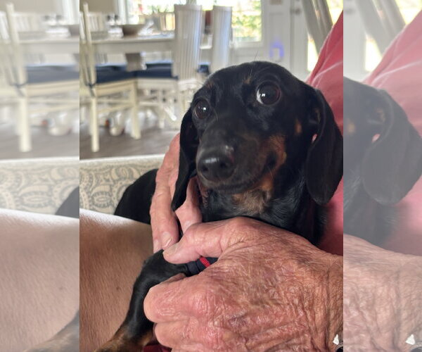 Medium Photo #1 Dachshund Puppy For Sale in Fruitland, SC, USA