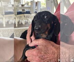 Small Dachshund
