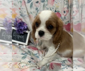 Cavalier King Charles Spaniel Puppy for sale in ABILENE, TX, USA