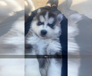 Siberian Husky Puppy for Sale in MARYVILLE, Tennessee USA
