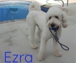 Small Photo #1 Goldendoodle Puppy For Sale in LEHIGH ACRES, FL, USA