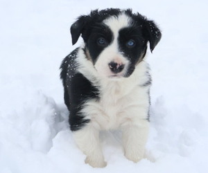 Border Collie Puppy for sale in HENDERSON, TN, USA