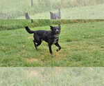 Small #2 Mutt