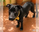 Small #3 Labrador Retriever-Retriever  Mix