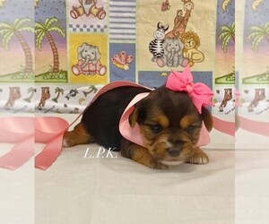 Yorkshire Terrier Puppy for sale in WINNSBORO, LA, USA