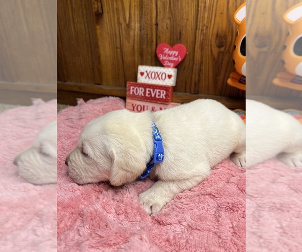 Medium Photo #5 Labrador Retriever Puppy For Sale in NEOLA, WV, USA